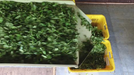 hojas de té verde que caen de la máquina a las cestas