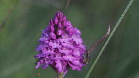 hoverfly polinizando la orquídea piramidal, imágenes de primer plano en una cabeza de flor