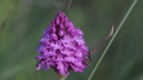 hoverfly pollinating pyramidal orchid, close up footage on a flowerhead