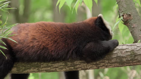 lazy red panda lying on a tree branch while eating bark and leaves