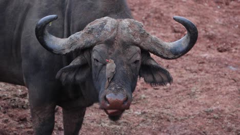 Red-Billed-Oxpecker-Bird-Sat-On-Cape-Buffalo