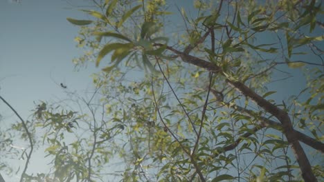 Dreamy-rotating-shot-of-leaves-of-a-tree-against-a-light-blue-sky