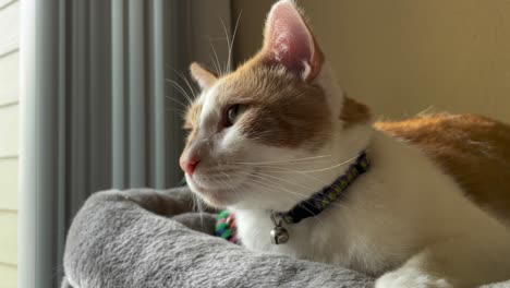 Pedestal-Shot-of-the-Sun-Rays-Shining-on-a-Orange-White-Cat-Relaxing-on-a-Cat-Tree-House