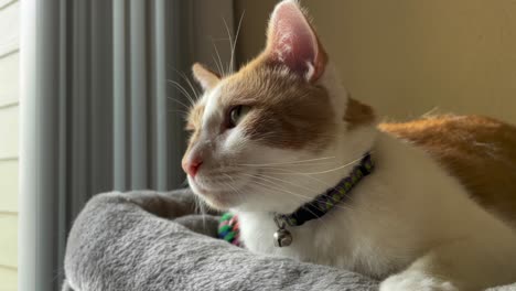 pedestal shot of the sun rays shining on a orange white cat relaxing on a cat tree house