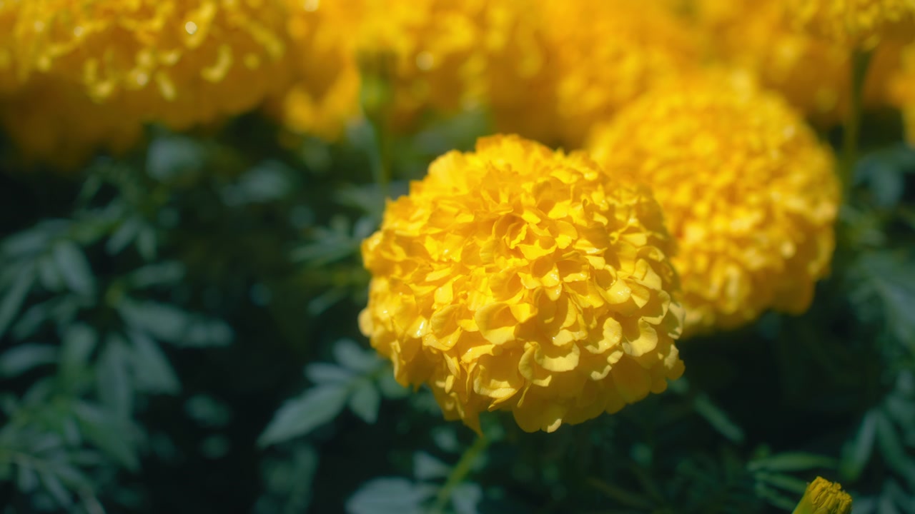Un fiore di calendula giallo brillante che sboccia in un giardino primaverile soleggiato