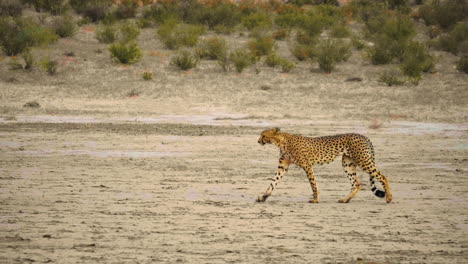 majestuoso guepardo caminando por el campo durante el día en sudáfrica