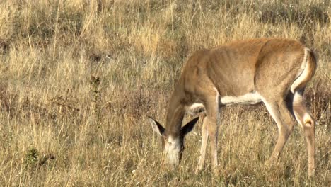 hembra de venado de cola blanca pastando