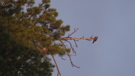 an osprey catches the morning glow while sitting on top of a tree