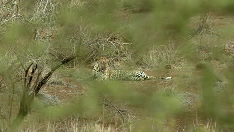 Leopard-Resting-In-Wild-Bushes-At-The-Plains-Of-Tsavo-Conservation-Area,-Kenya