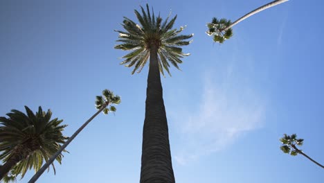 tall california palm trees clear blue sky