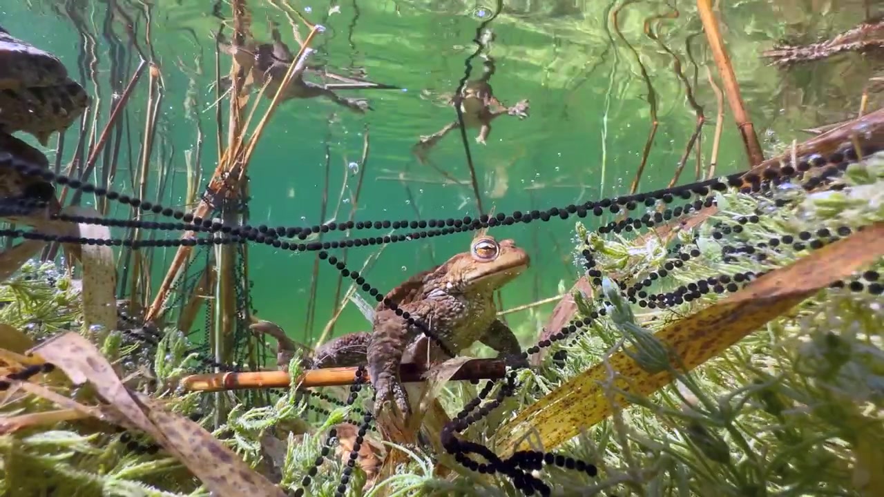 Estonya'daki berrak su gölünün dibinde eşsiz bir erkek bayağı kurbağa (Bufo bufo)