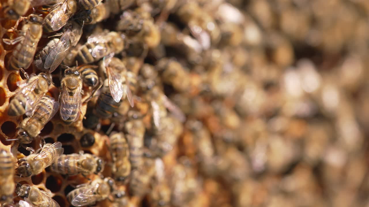 Beekeeping wax insects summer honeycombs. Close up of bees working in the hive.