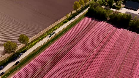 aerial view of dutch farmlands with tulip fields and tractor