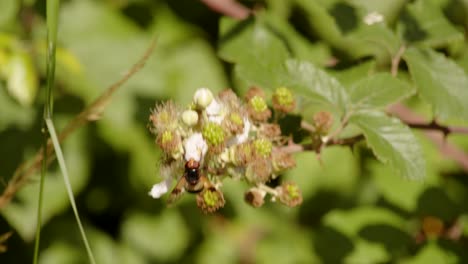 Aufnahme-Einer-Volucella-Pellucens-Fliege,-Die-Auf-Wilder-Brombeerblüte-Landet