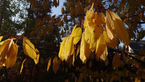 Hojas-De-Cerezo-Amarillo-Otoñal-Moviéndose-En-El-Viento