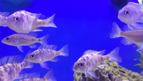 foto fija de un animado banco de peces nadando a través de la lente