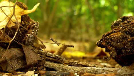 Tree-stumps-and-branches-lying-on-forest-floor,-leaves-and-wind