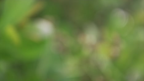 disparo en espiral saliendo de foco de una planta muerta marchita en el bosque tropical indio