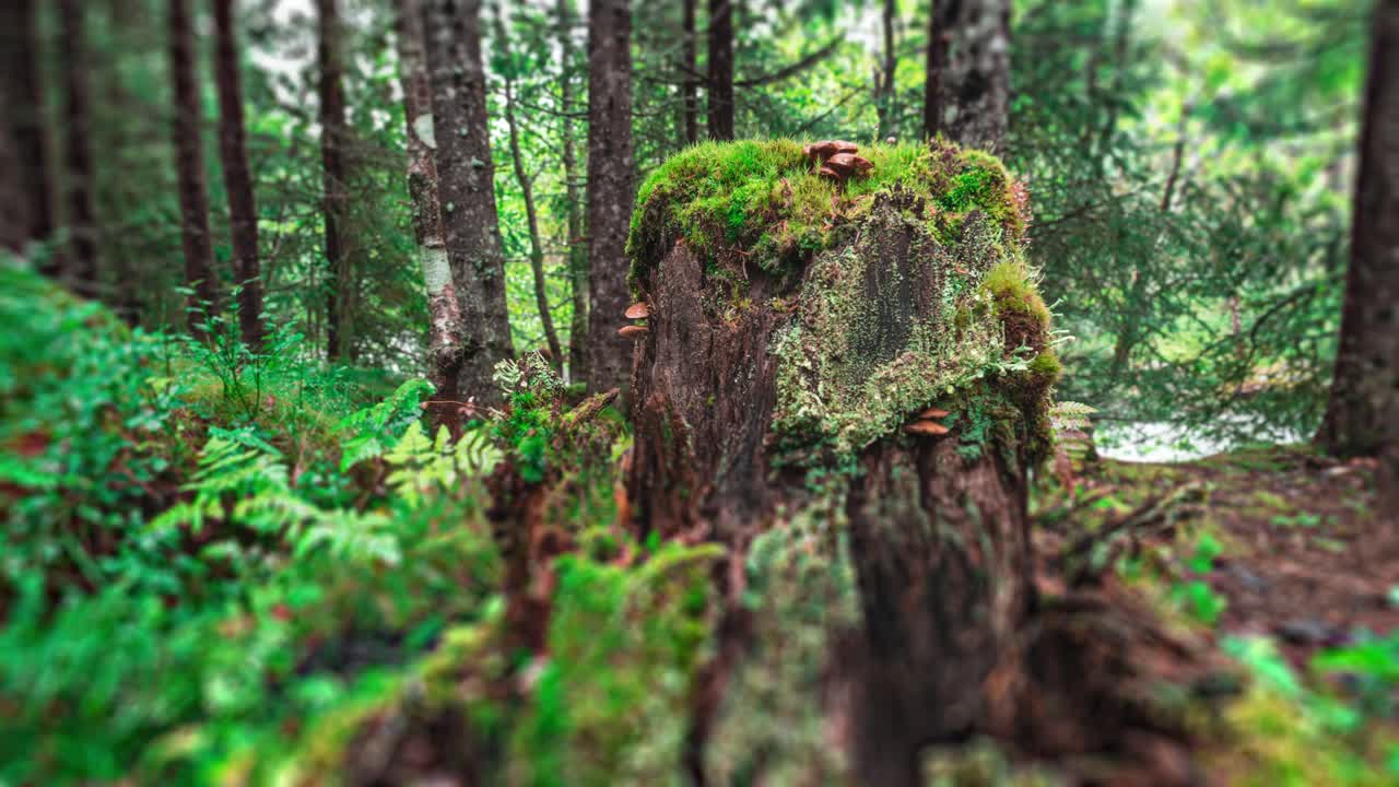 el lichen, el musgo y los hongos cubren un tronco de árbol en descomposición en el exuberante bosque verde en la orilla del río salvaje