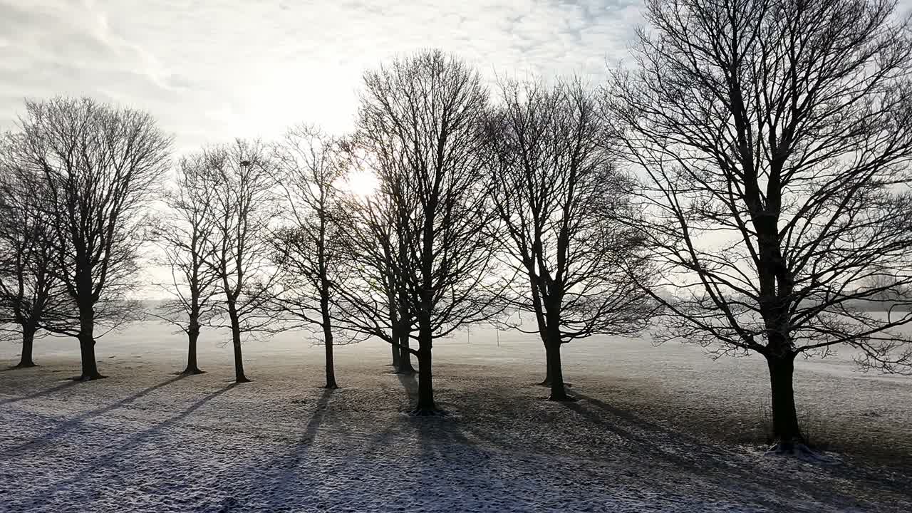 Row of bare trees casting long shadows across frozen misty winter park field on English morning
