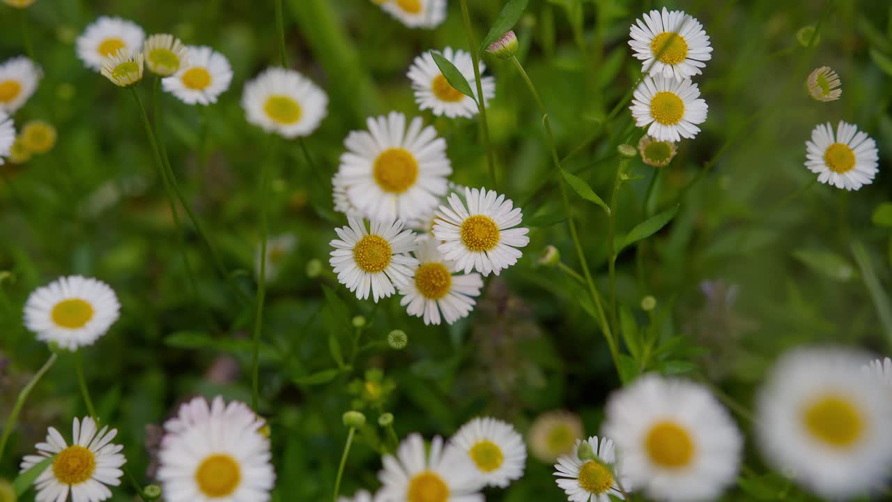 Macro shot of colorful common daisy flowers with vibrant petals in garden at Lake Como, Italy (Lago di Como, Italia)