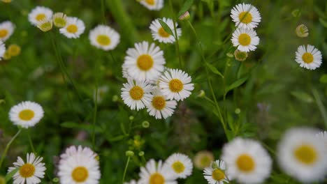 macro shot of colorful common daisy flowers with vibrant petals in garden at lake como, italy (lago di como, italia)