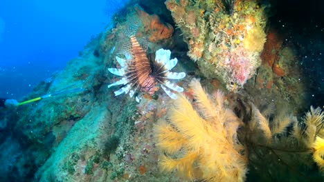 fishing - lion fish  in coral reef los roques venezuela -caribbean