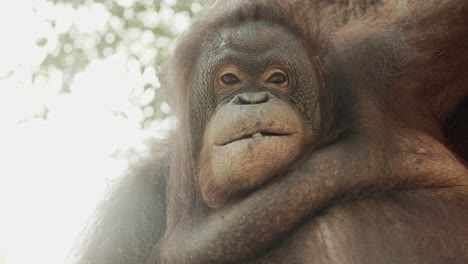 semi-wild oranguntan in borneo looking into camera