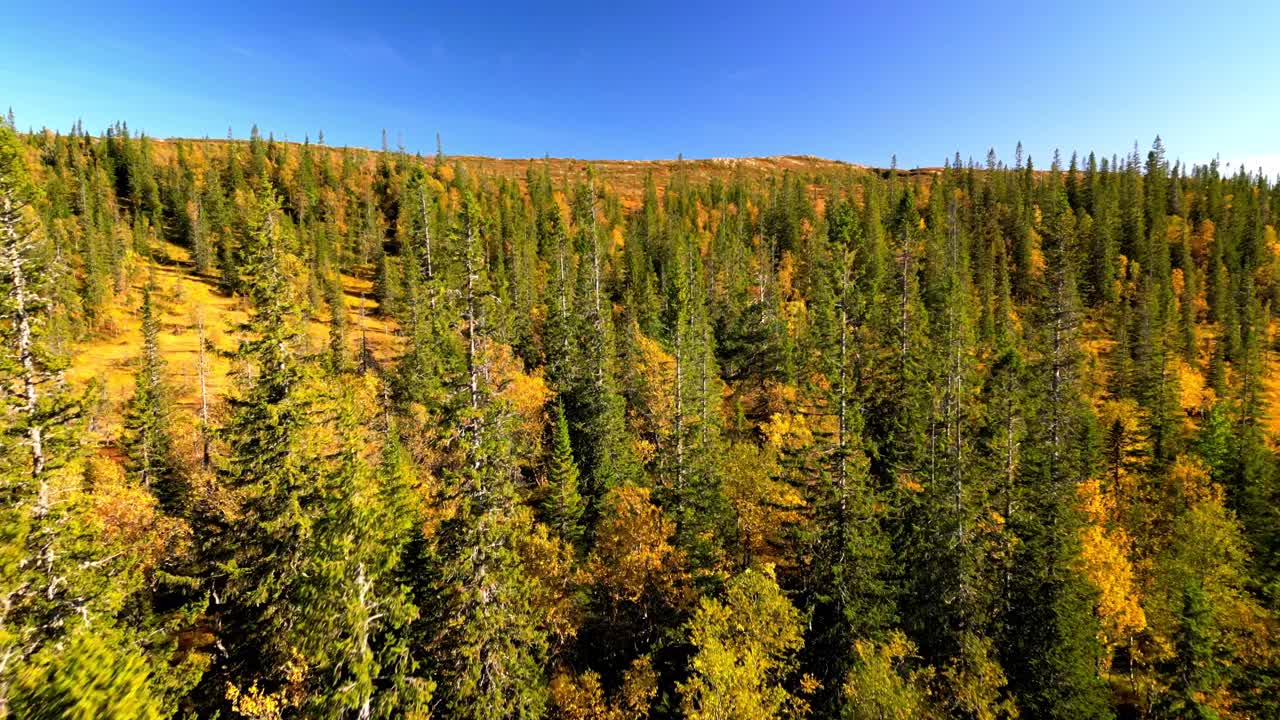 Drone push forward over dense green pine forest canopy