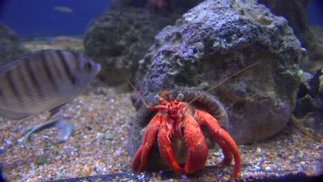 a lobster in an aquarium