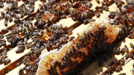 close-up of honey bee frame covered with bees