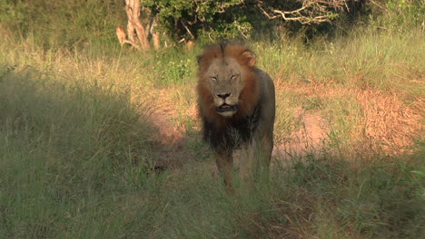 male-lion-walking-through-the-grass,-stops-to-listen-intently-to-his-surroundings