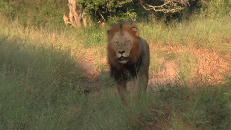 male lion walking through the grass, stops to listen intently to his surroundings