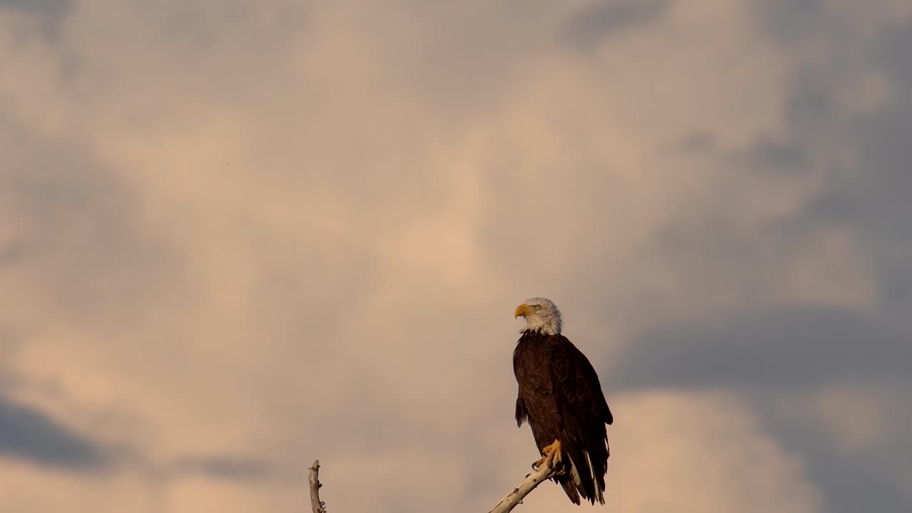águila calva posada en un árbol y observando su entorno