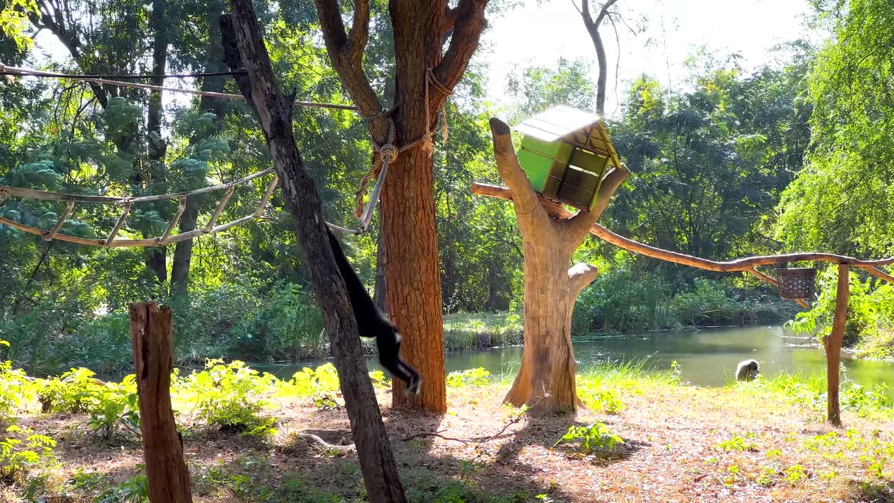 기본 은 동물원 에 있는 나무 들 을 가로질러 우아 하게 흔들린다