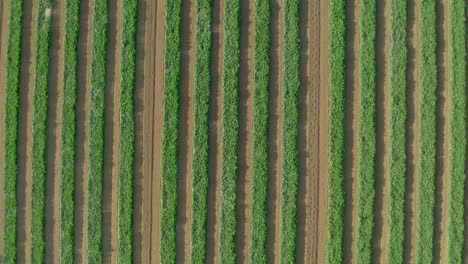 Aéreo:-Toma-De-Arriba-Hacia-Abajo-De-Hileras-En-Campos-De-Cultivo-Verdes