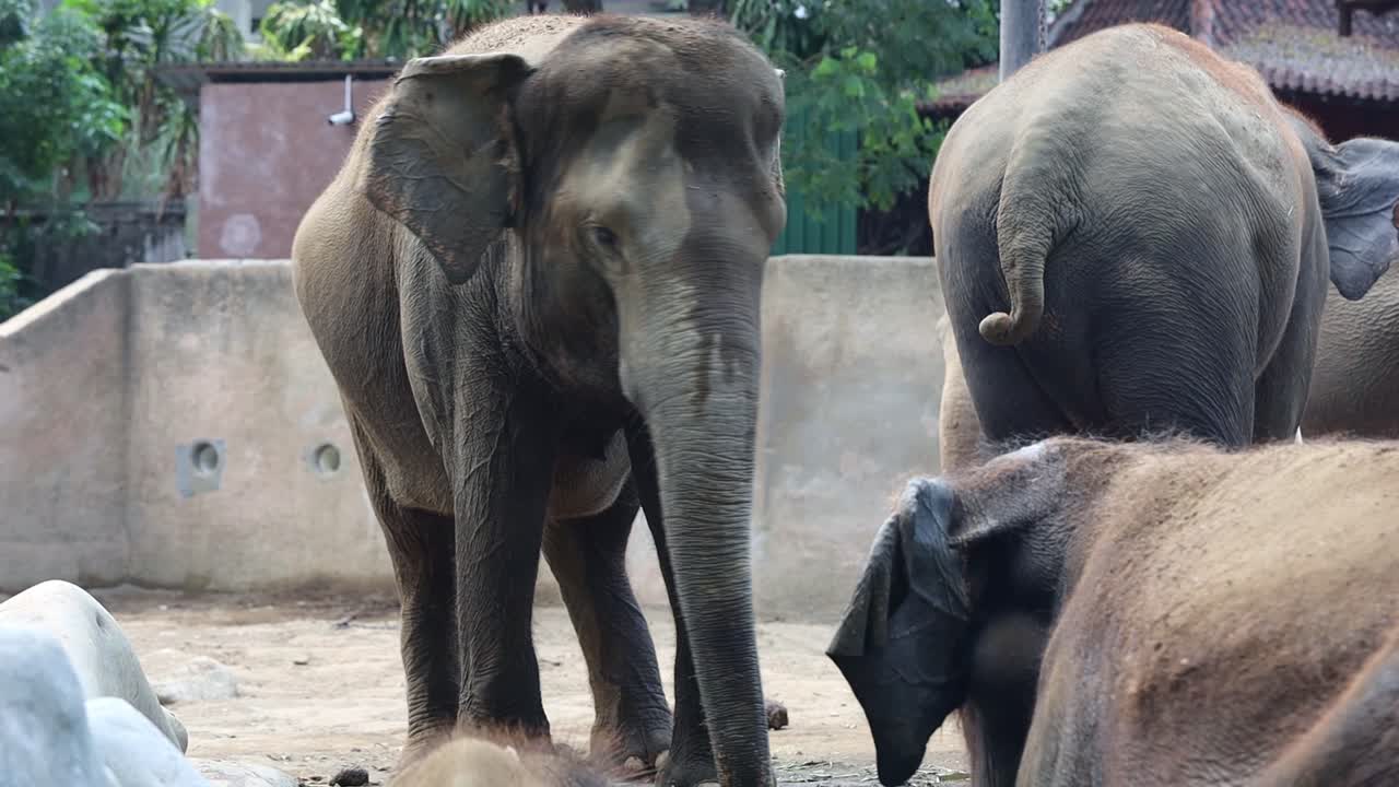 Elephants at the zoo