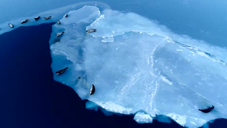 panoramic view of seals on white ice floe in iceland, under the red sunset. we can see ice floe and the sky in the horizon.