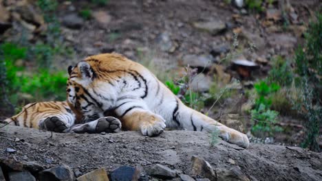 static shot of a tiger lying down and licking itself and panting a cloud of steam