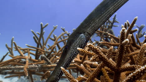 Nahaufnahme-Einer-Kamerafahrt-Von-Trompetenfischen,-Die-Zwischen-Geweihkorallen-In-Der-Karibik-Schwimmen