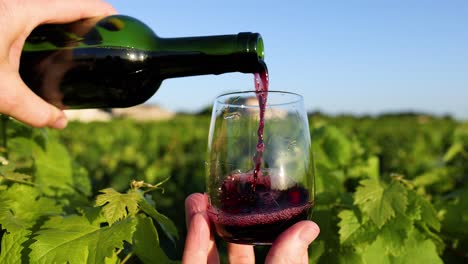 pouring red wine into glass in vineyard