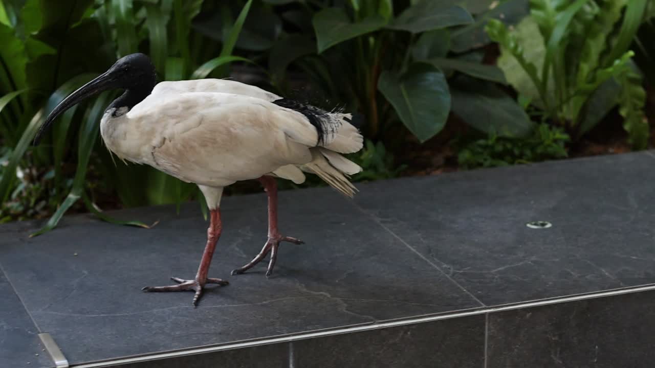 An ibis walks gracefully along stone steps surrounded by urban greenery.