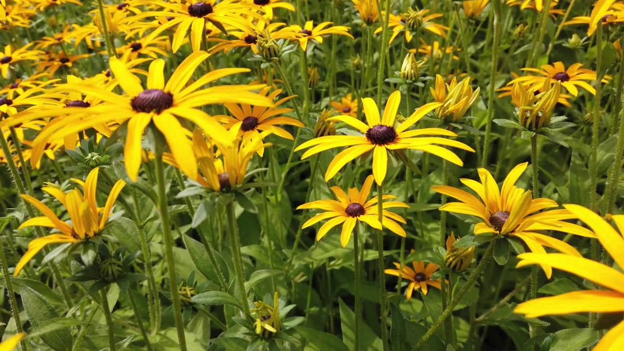 Primo piano di vivaci fiori gialli di Rudbeckia che sbocciano tra un lussureggiante fogliame verde, evidenziando le piante fiorite stagionali e la bellezza del giardino estivo ad Amburgo.