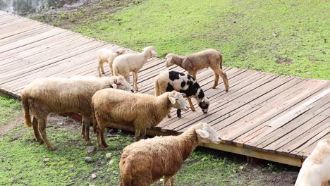 sheep following each other across a bridge