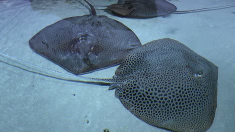 manta ray stingray fish in blue water