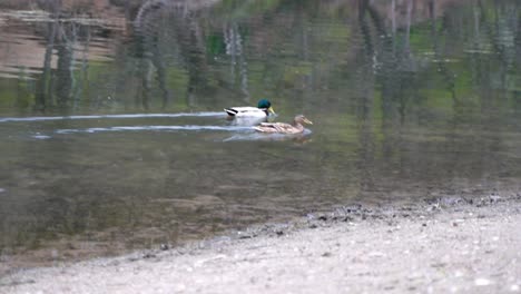 Zwei-Enten-In-Deutschland-Schwimmen-Nebeneinander-Und-Trinken-Etwas-Wasser-Aus-Einem-Betrunkenen-Stillen-Gewässer