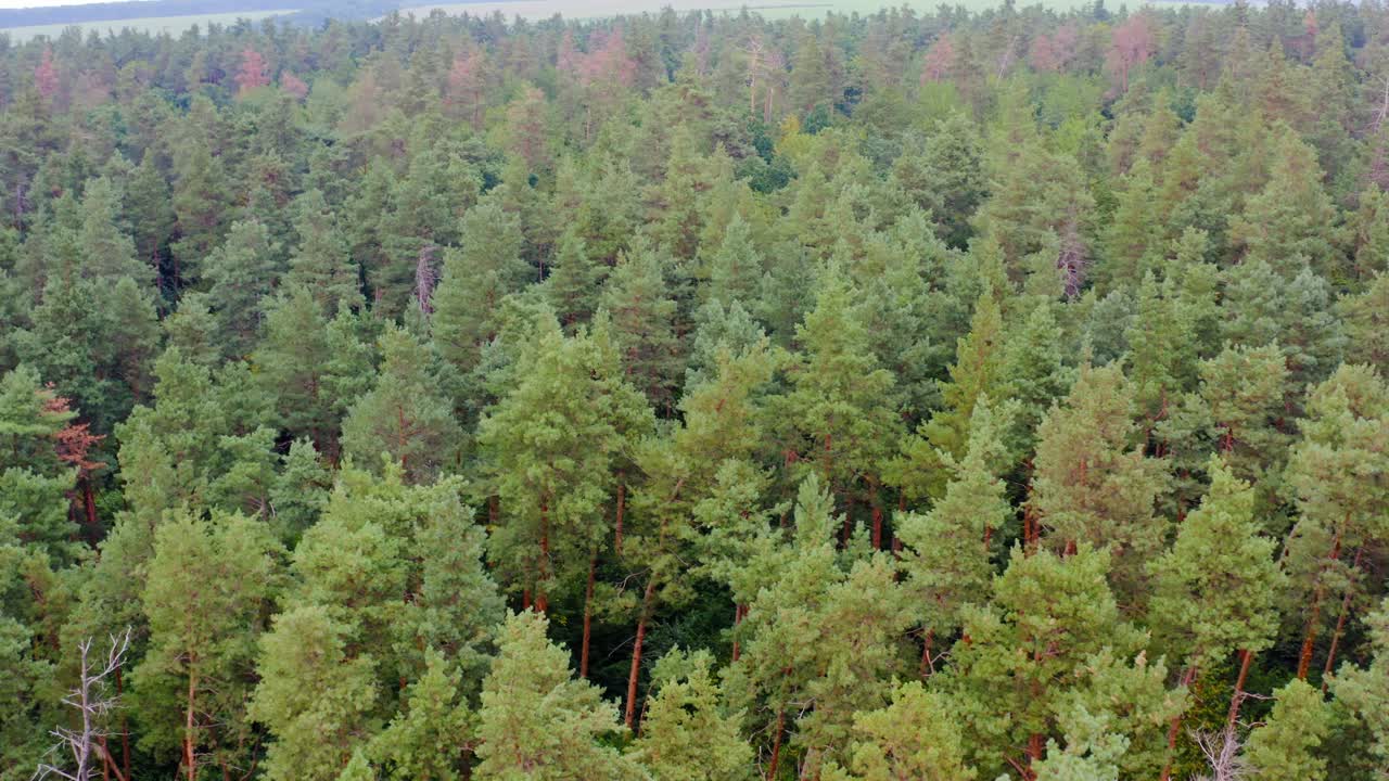 Green dense forest. Flight over tops of pine trees. Nature background of woods. Aerial view.