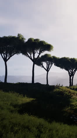 sunrise over a meadow with pine trees