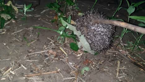 Hedgehog-protects-himself-by-curling-into-a-ball-at-night