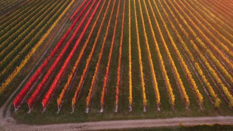 Vista-Aérea-Del-Viñedo-Otoñal-Con-Hojas-Rojas-Y-Naranjas,-En-El-Campo-Italiano,-Al-Atardecer